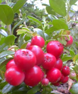 Balsgard Lingonberry