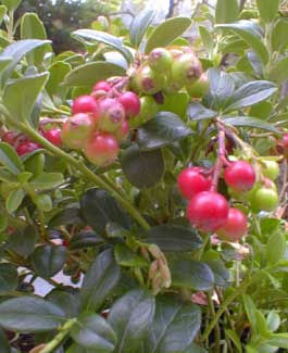 Lingonberry