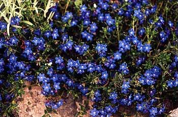 Lithodora