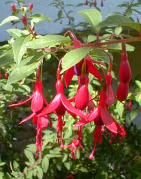 Little Giant Fuchsia