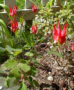 Little Lanterns