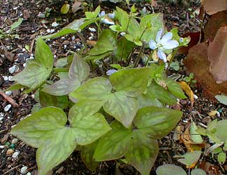 Hepatica