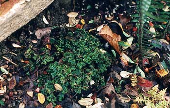 Liverwort