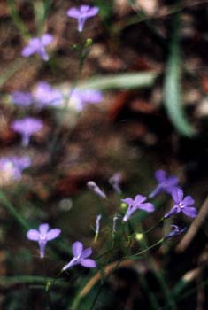 Lobelia