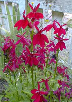 Lobelia