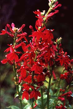 Lobelia