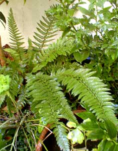 Long-eared fern