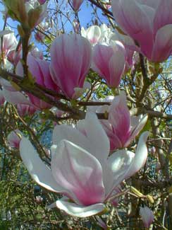 Tulip Tree