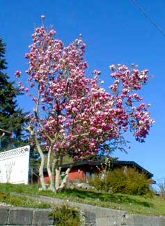 Tulip Tree