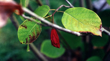 Magnolia Pod