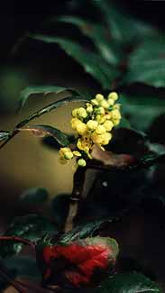 Oregon Grape