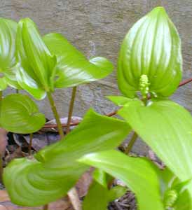 Lily-of-the-Valley