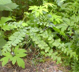 Maidenhair Fern