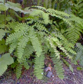 Maidenhair Fern