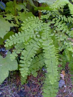 Maidenhair Fern