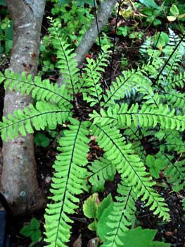 Western Maidenhair