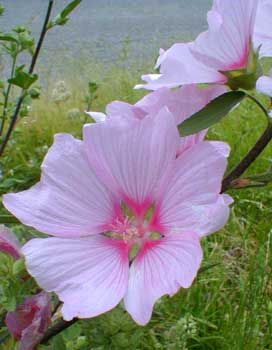 Tree Mallow