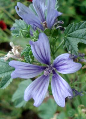 Common Mallow