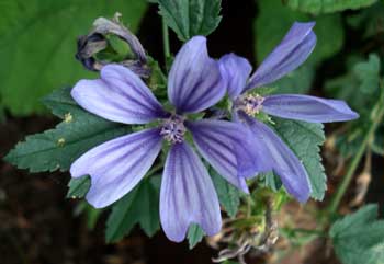 Common Mallow