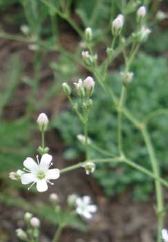 Manchurian Baby's Breath