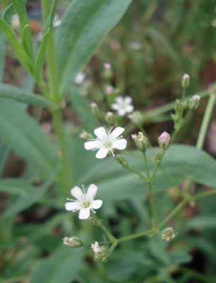 Manchurian Baby's Breath