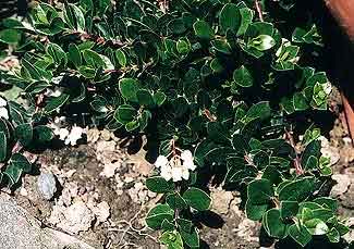 Emerald Carpet