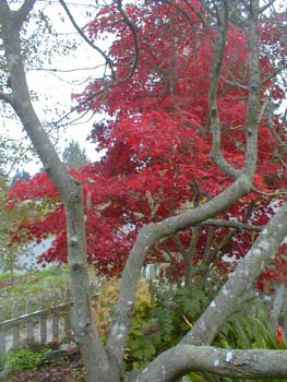 Japanese Maple