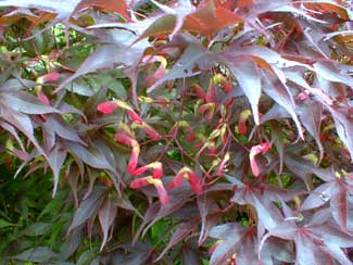 A. palmatum seeds