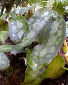 Asarum splendins