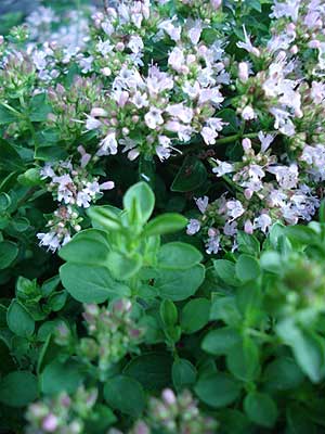 Dwarf Marjoram