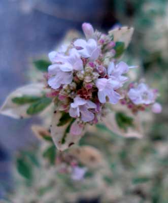 Tricolored Marjoram