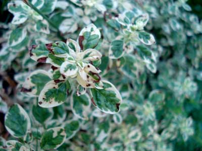 Tricolored Marjoram