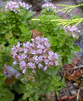 Dwarf Marjoram