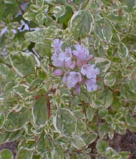 Tricolored Marjoram