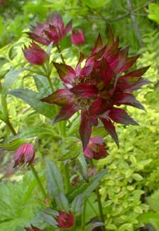Masterwort