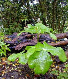 Mayapple