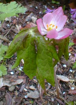 Mayapple