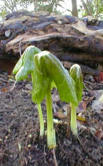 Mayapple