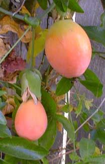 Passiflora fruit