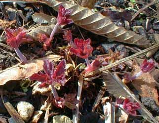 Crane's-bill