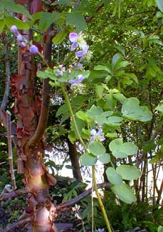 Meadow Rue