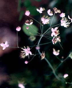 Meadow Rue