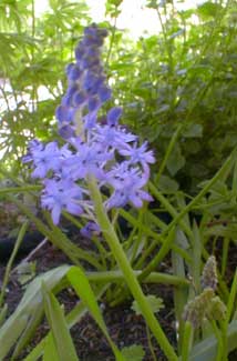 Meadow Squill