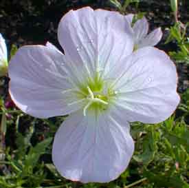 Mexican Evening Primrose