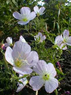 Mexican Evening Primrose