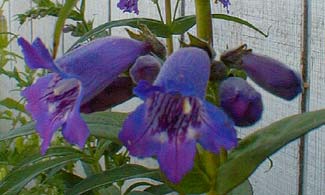 Midnight Penstemon