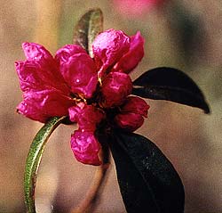 Milestone Rhododendron
