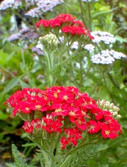 Paprika Yarrow