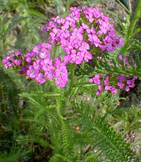 Lavender Yarrow