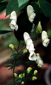 Eleanor's Monkshood